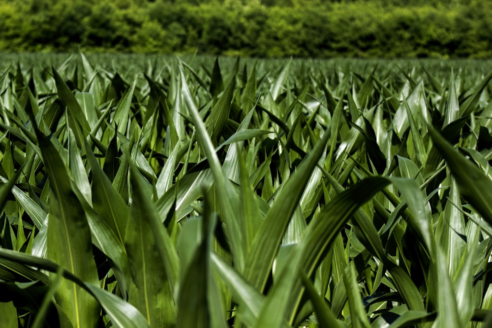 a field of green grass with trees in the background