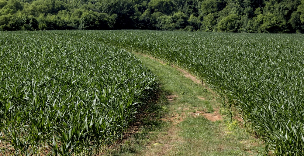 a path through a field of green corn
