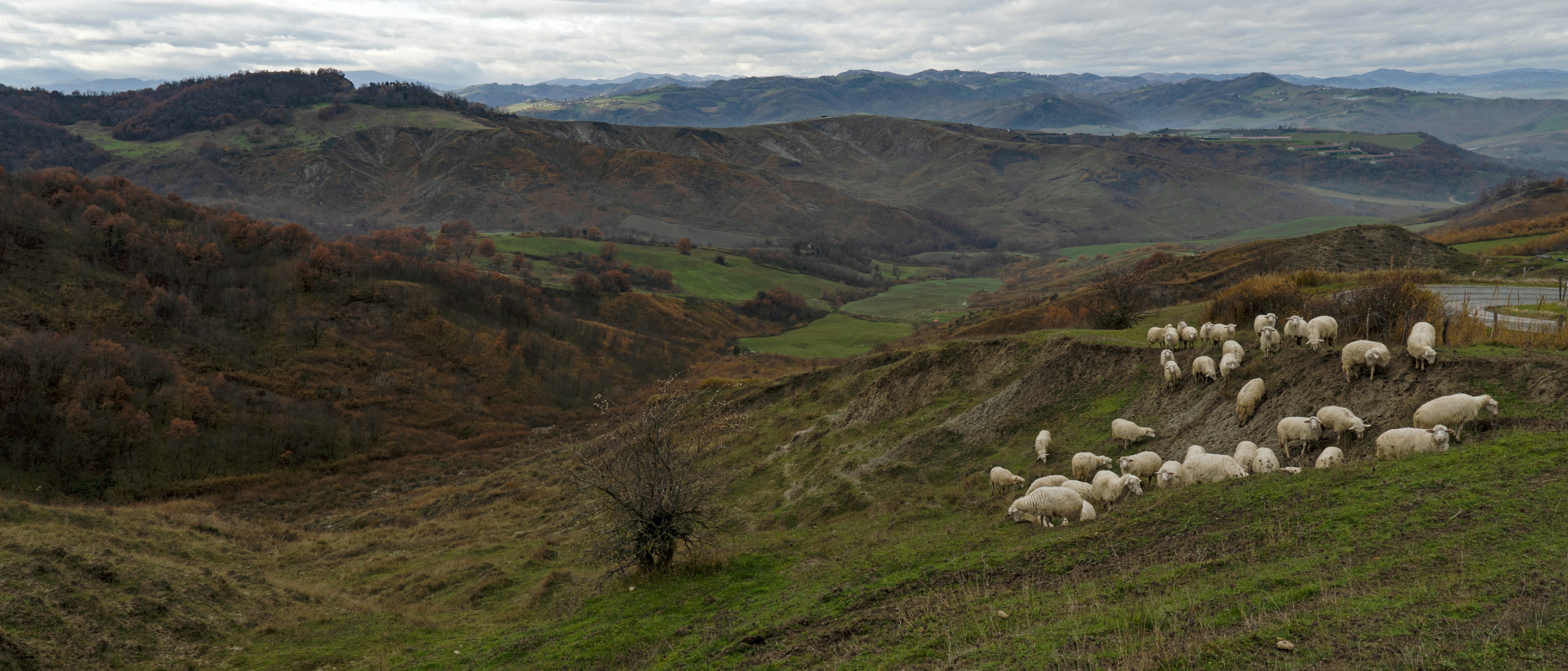 Photo by matteosoldati