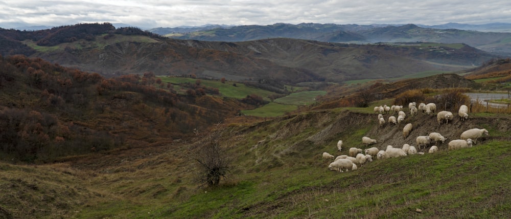 a herd of sheep standing on top of a lush green hillside