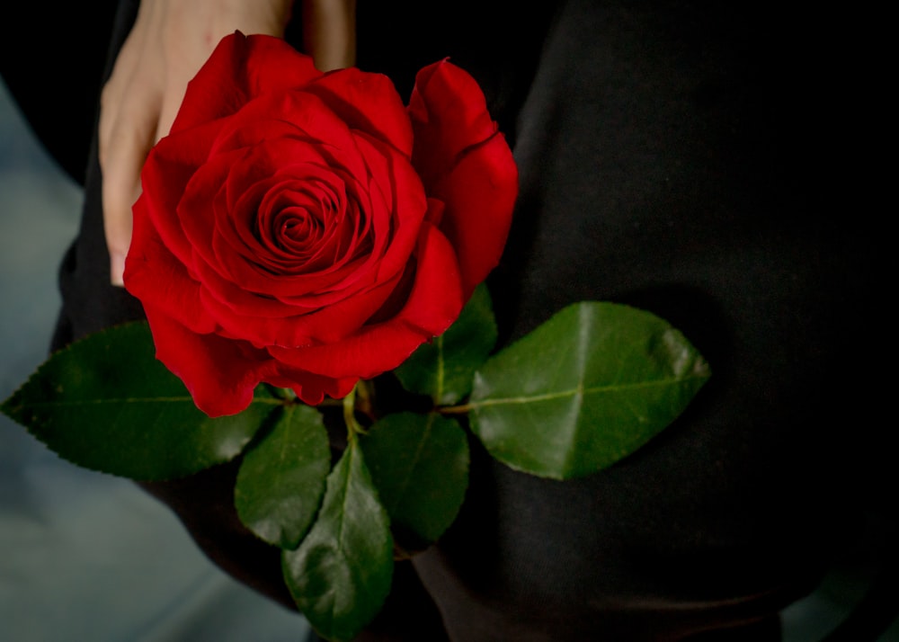 a person holding a red rose in their hands