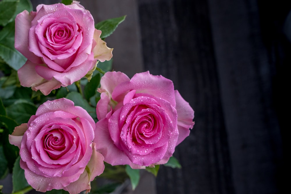 three pink roses with water droplets on them