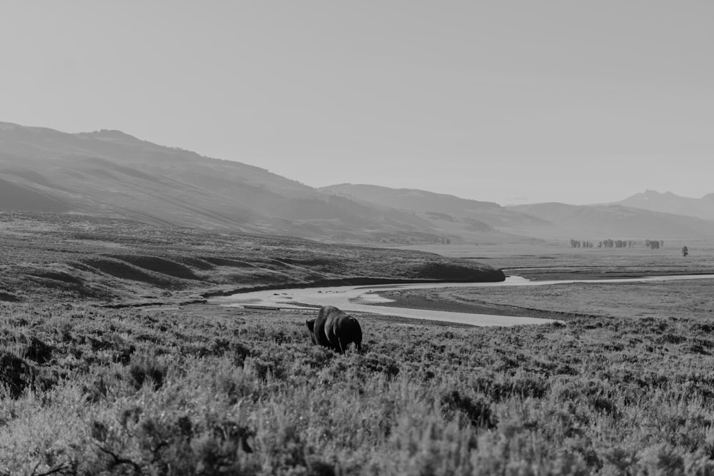 Una foto en blanco y negro de un caballo en un campo