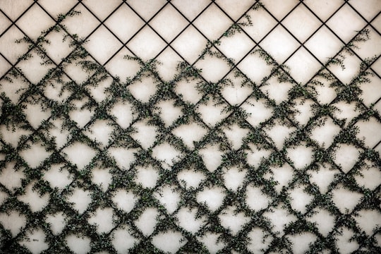 a close up of a wall with vines growing on it