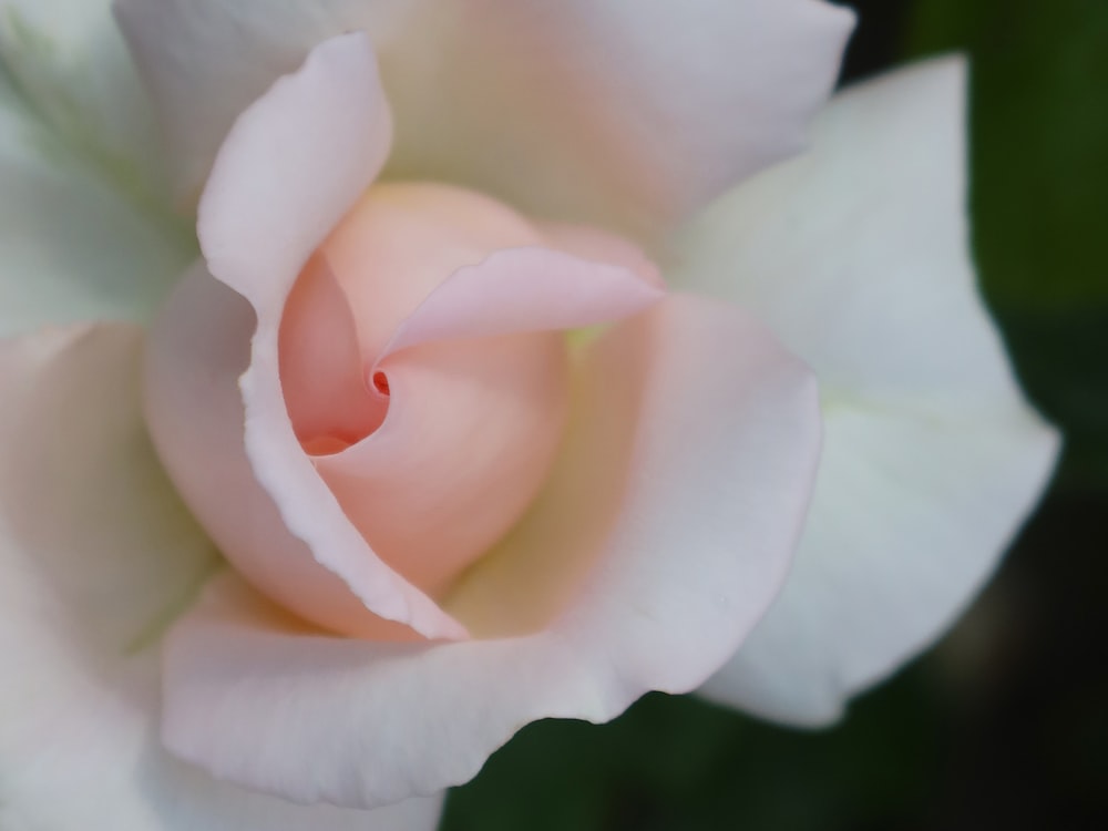 a close up of a pink and white rose