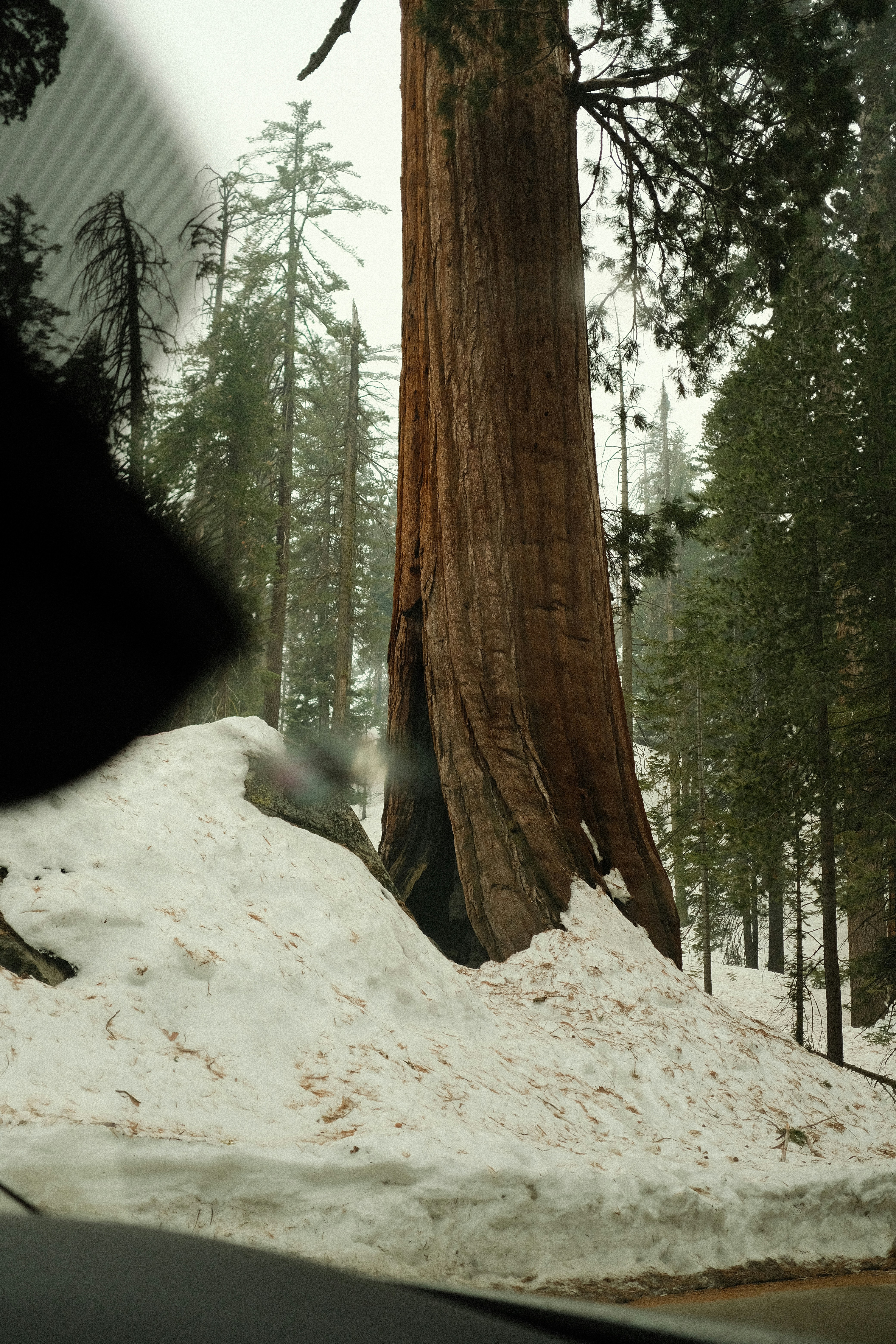 a large tree in the middle of a snowy forest