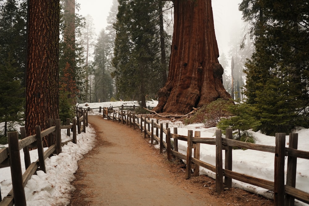 a dirt path leading to a large tree