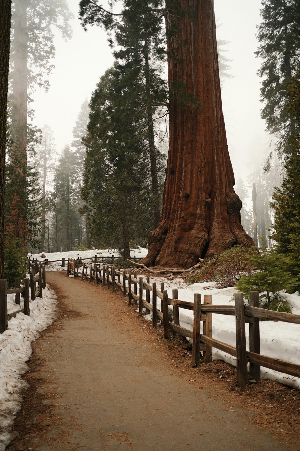 a path leading to a large tree in a forest