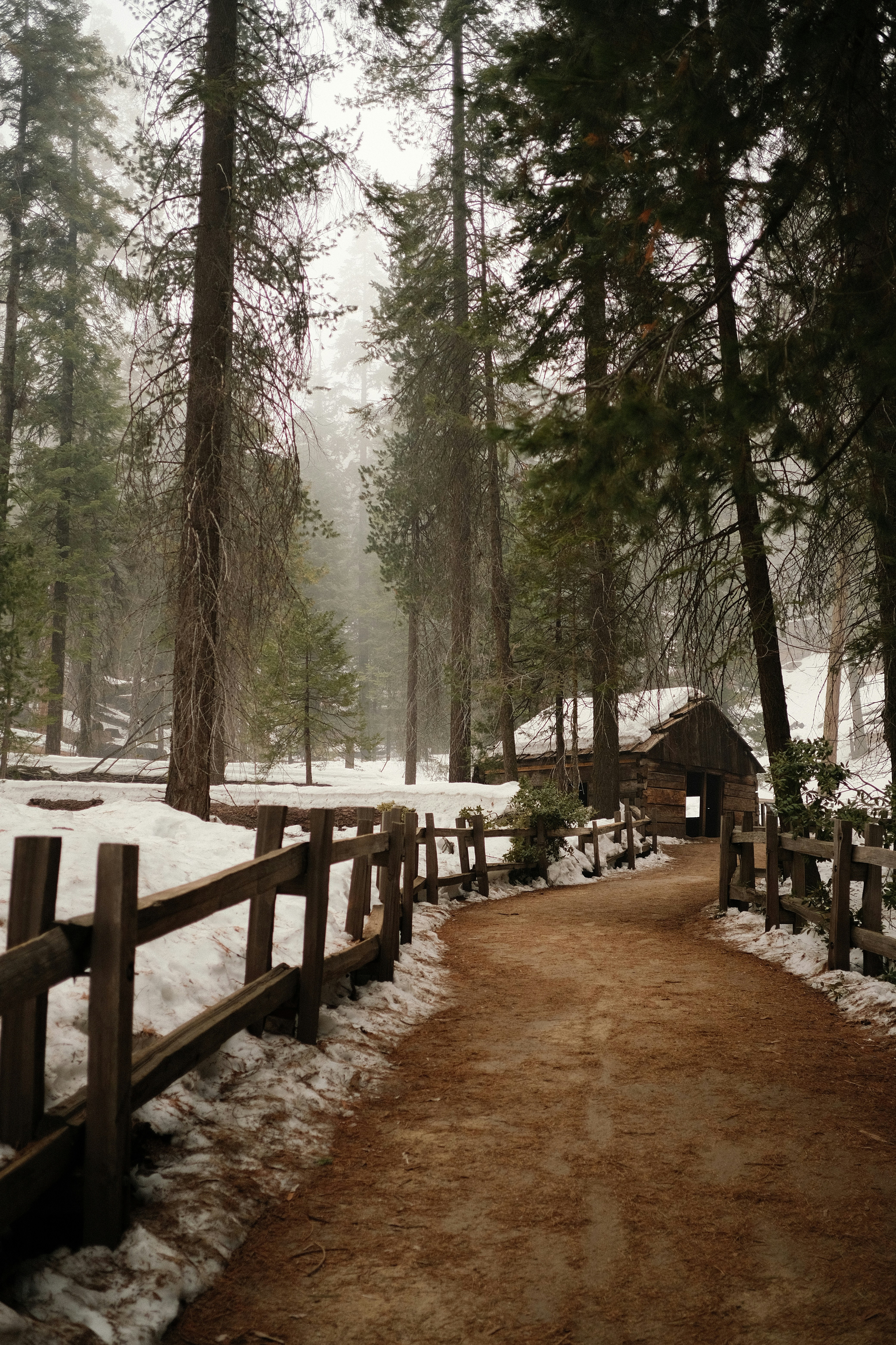 a path in the woods with snow on the ground