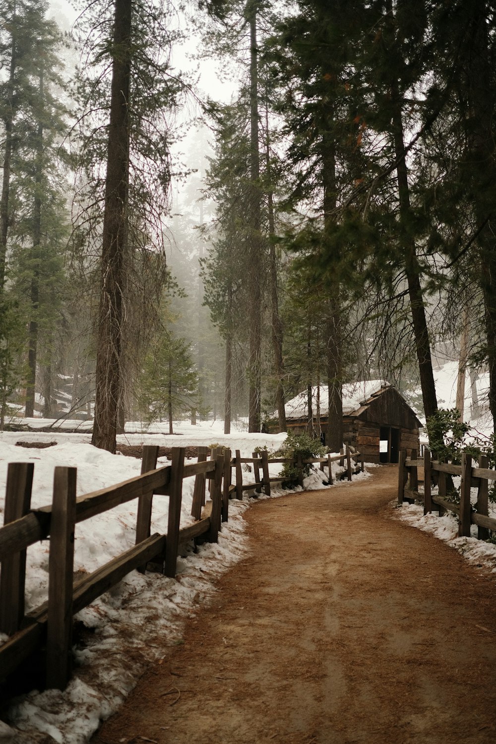 a path in the woods with snow on the ground