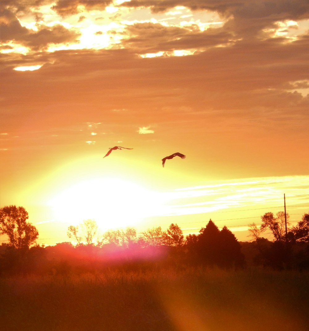 Zwei Vögel, die bei Sonnenuntergang am Himmel fliegen