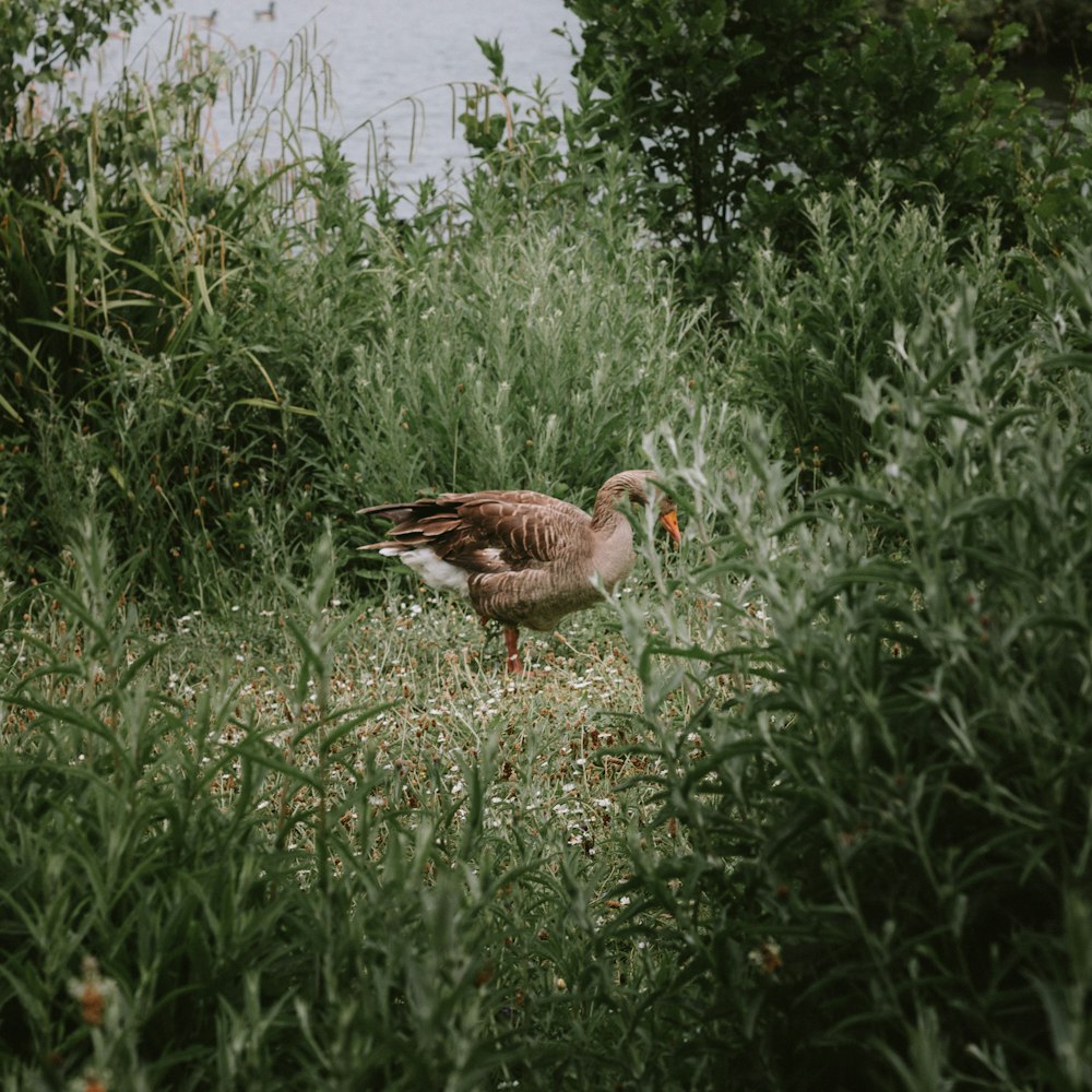 a bird is standing in the tall grass