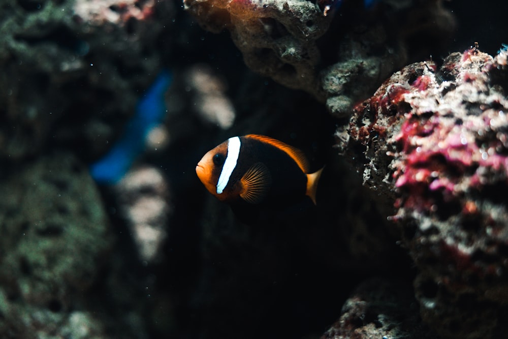 an orange and white clown fish swimming in an aquarium