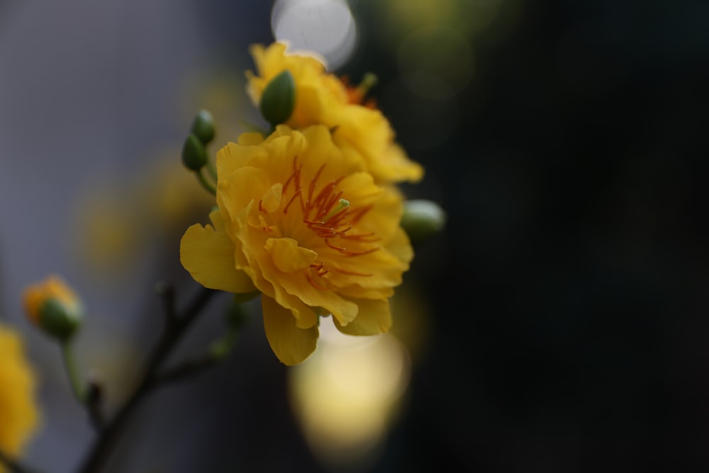 Bức ảnh gần chụp của một bông hoa màu vàng với nền phông mờ sẽ khiến bạn ngất ngây. Hãy nhìn vào màu sắc tuyệt đẹp của bông hoa, được chụp một cách chân thực. Bức ảnh này sẽ làm cho bạn cảm thấy như đang chạm vào bông hoa ấy. Nhấp chuột vào ảnh để nhận được trải nghiệm tuyệt vời này.
