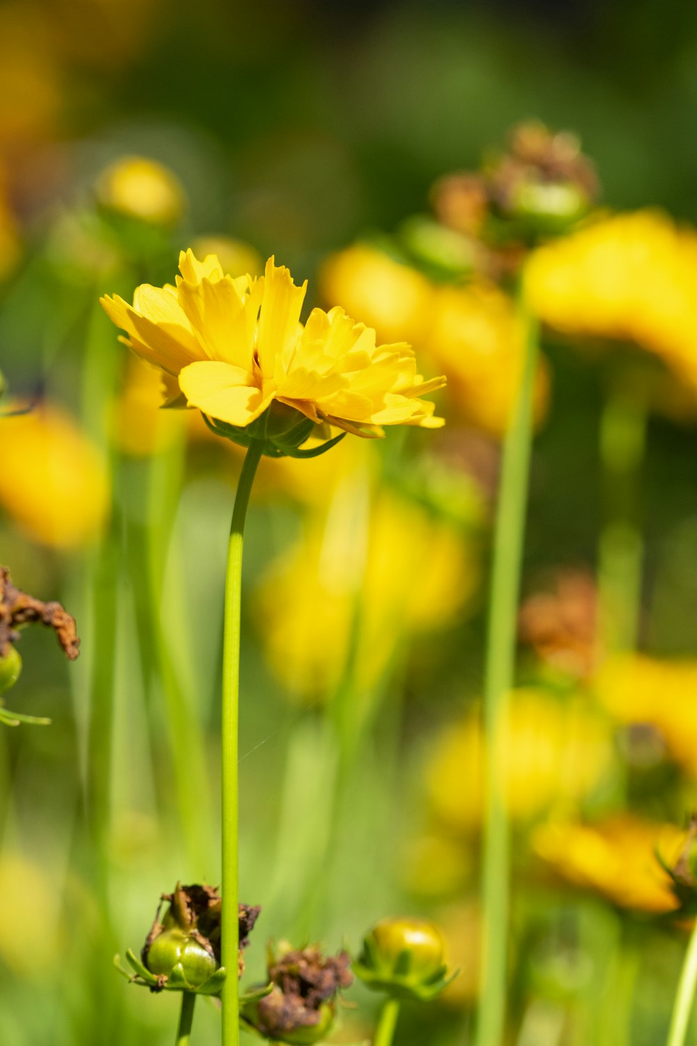 a close up of a yellow flower in a field