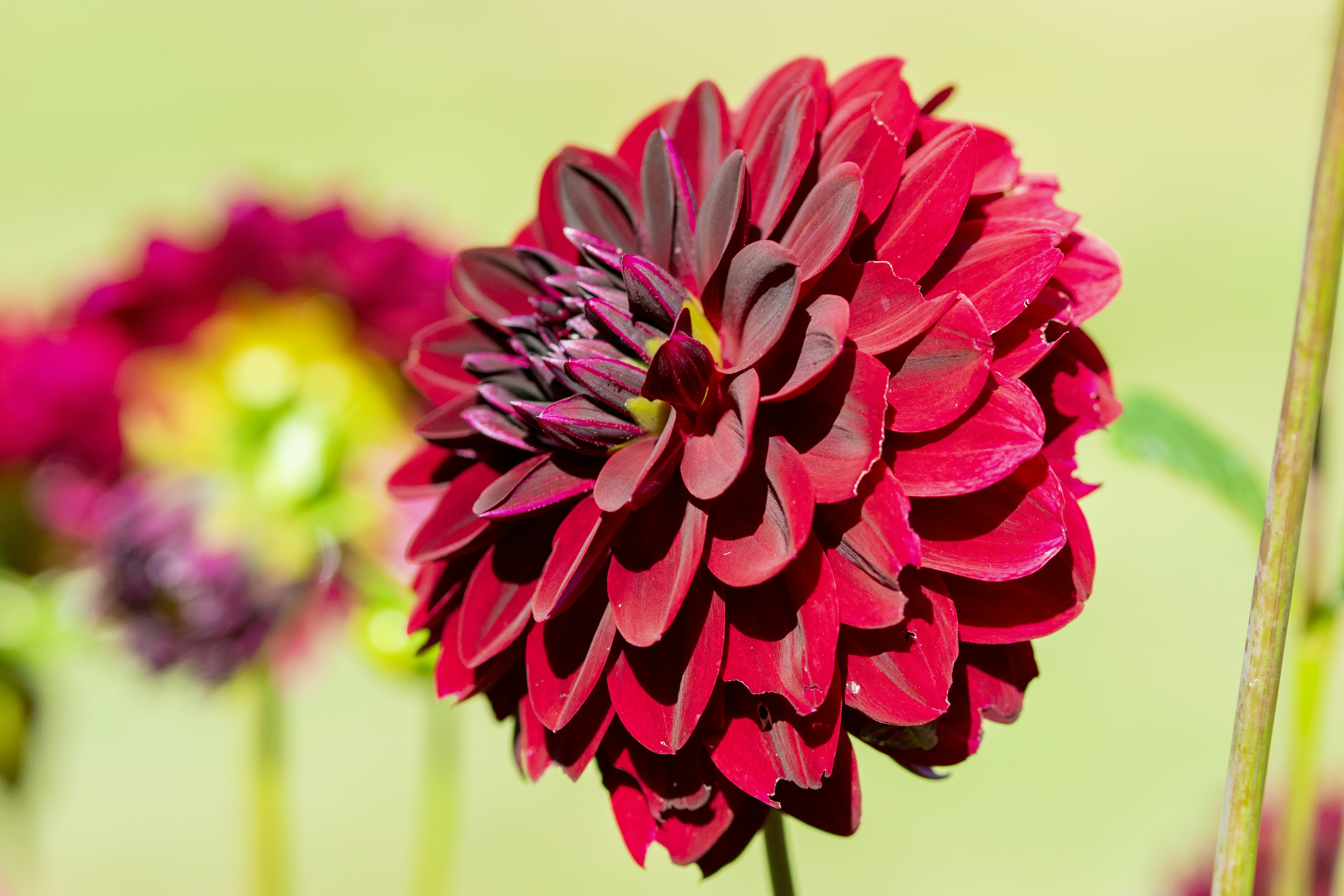 Photo by ellephant_photography