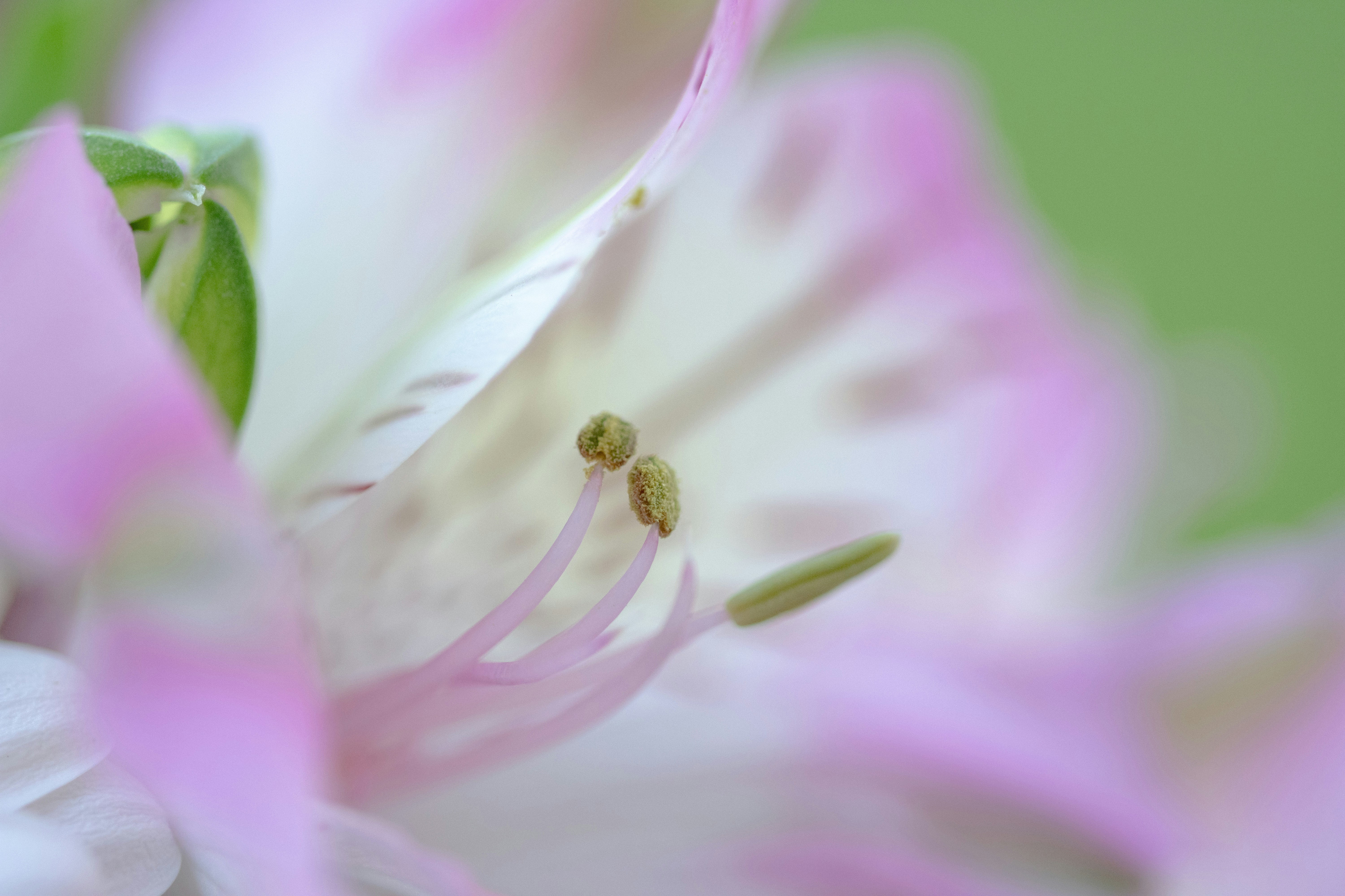 Photo by ellephant_photography