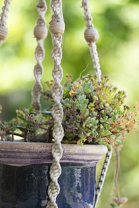 Close-up of woven rattan pots hanging with vibrant succulents inside.