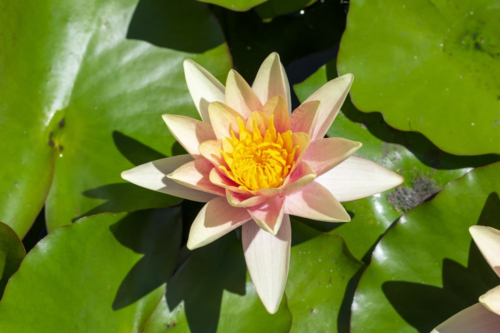 a pink and yellow water lily in a pond