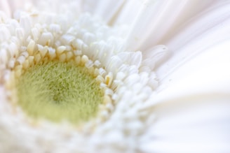 a close up of a white flower with a green center