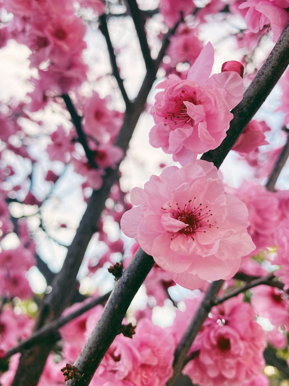Las flores rosadas florecen en un árbol
