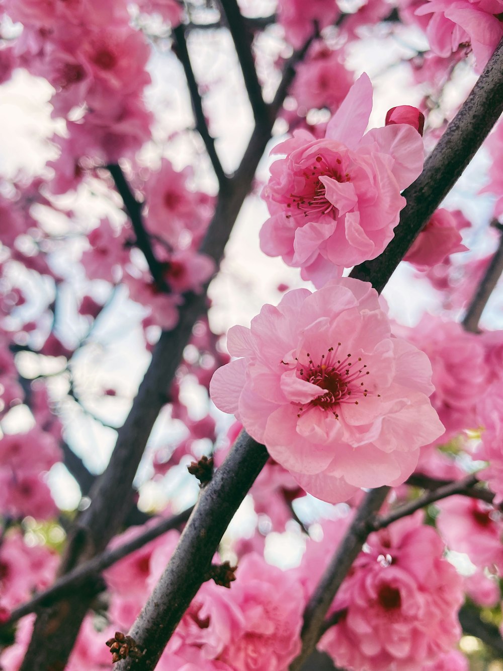 pink flowers are blooming on a tree