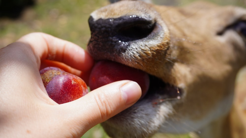 a person feeding an apple to a dog