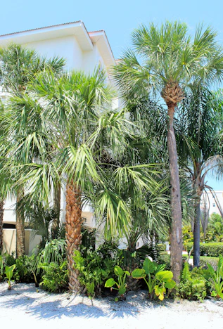 a house with palm trees in front of it