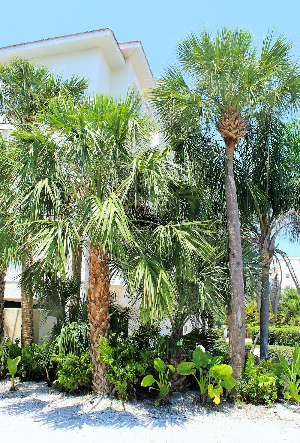 a house with palm trees in front of it