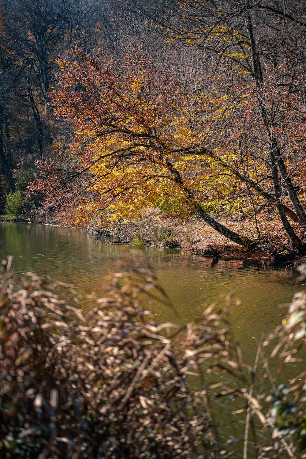 a body of water surrounded by trees in the fall