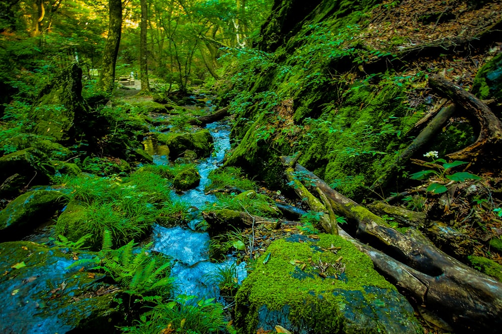 a stream running through a lush green forest