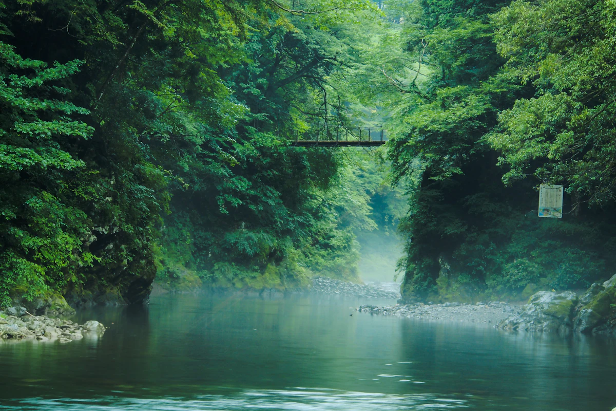 A green river running through a wooded gorge in Okutama