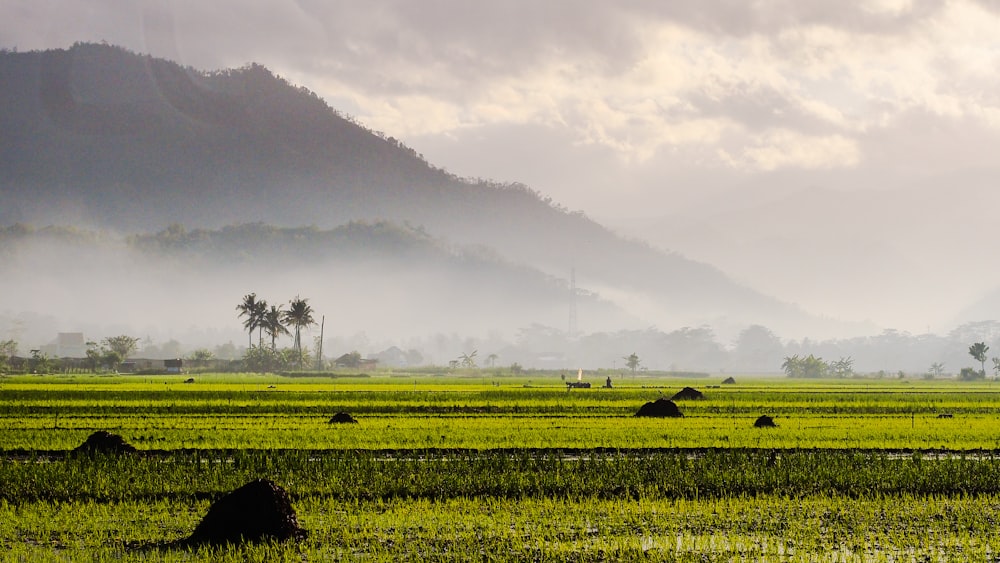 a green field with a mountain in the background