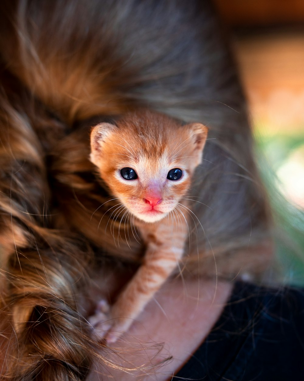 a small kitten sitting on top of a woman's shoulder