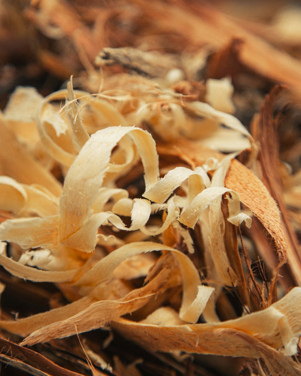 a close up of a bunch of dead flowers