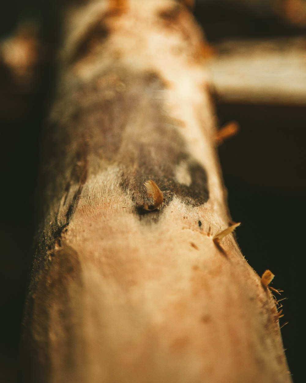 a close up of a piece of wood