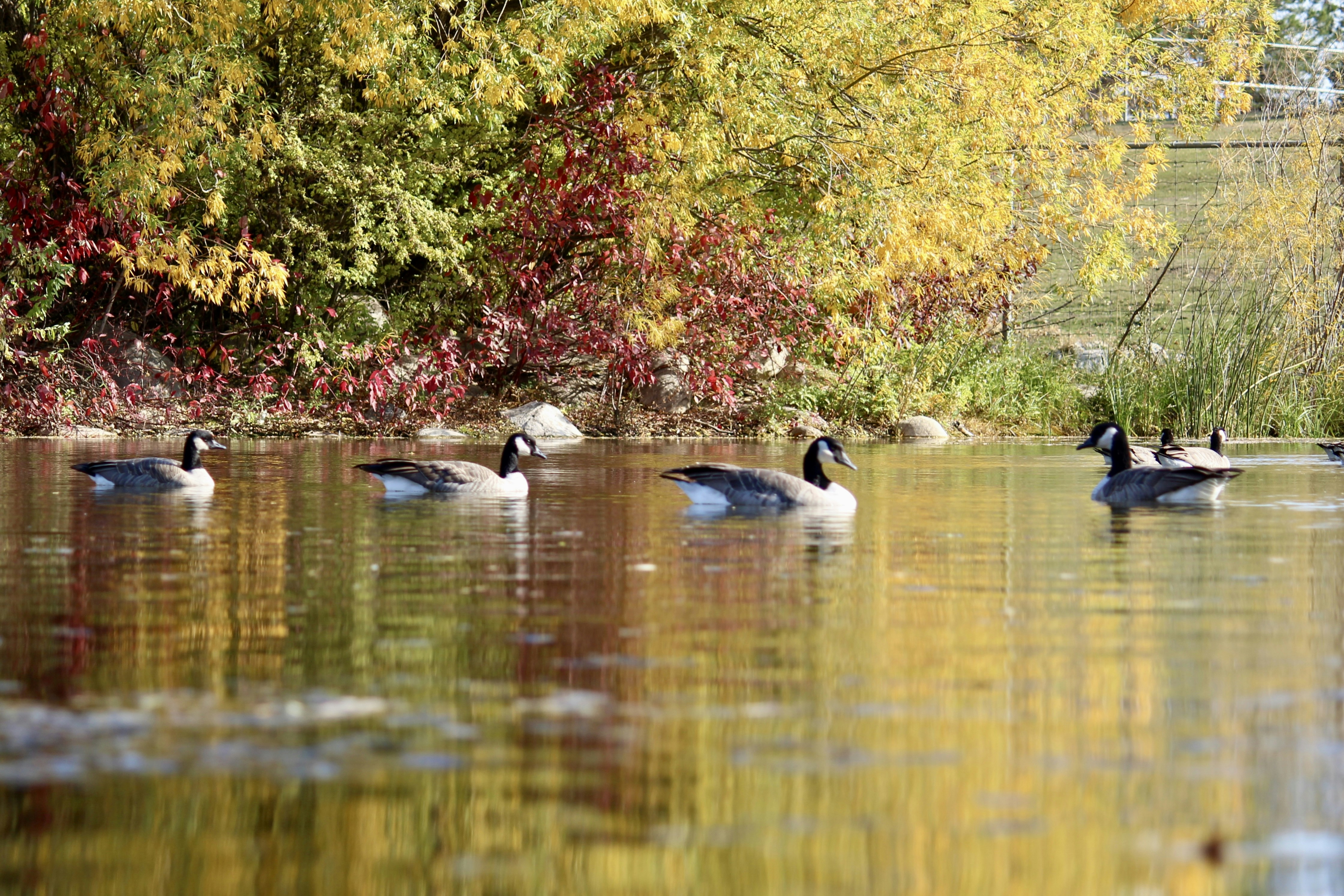 Photo by priyatham_alluri