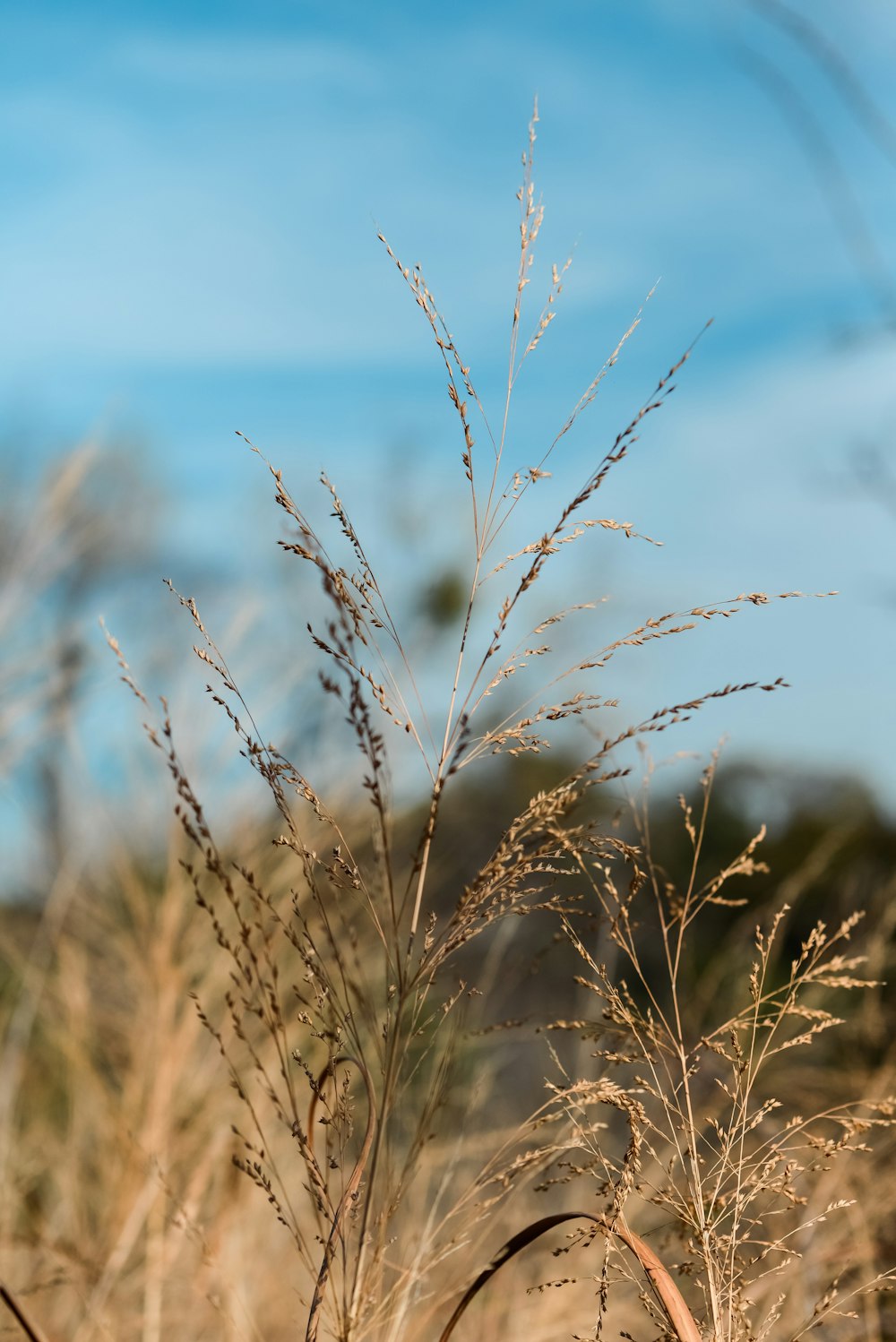 a close up of a plant with a blue sky in the background