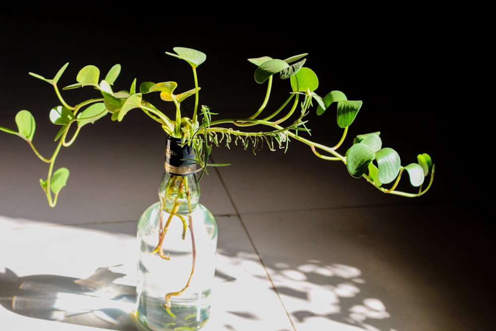 a bottle with a plant growing out of it