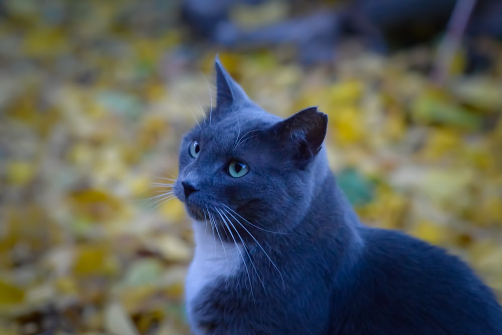 a black and white cat sitting on top of a pile of leaves