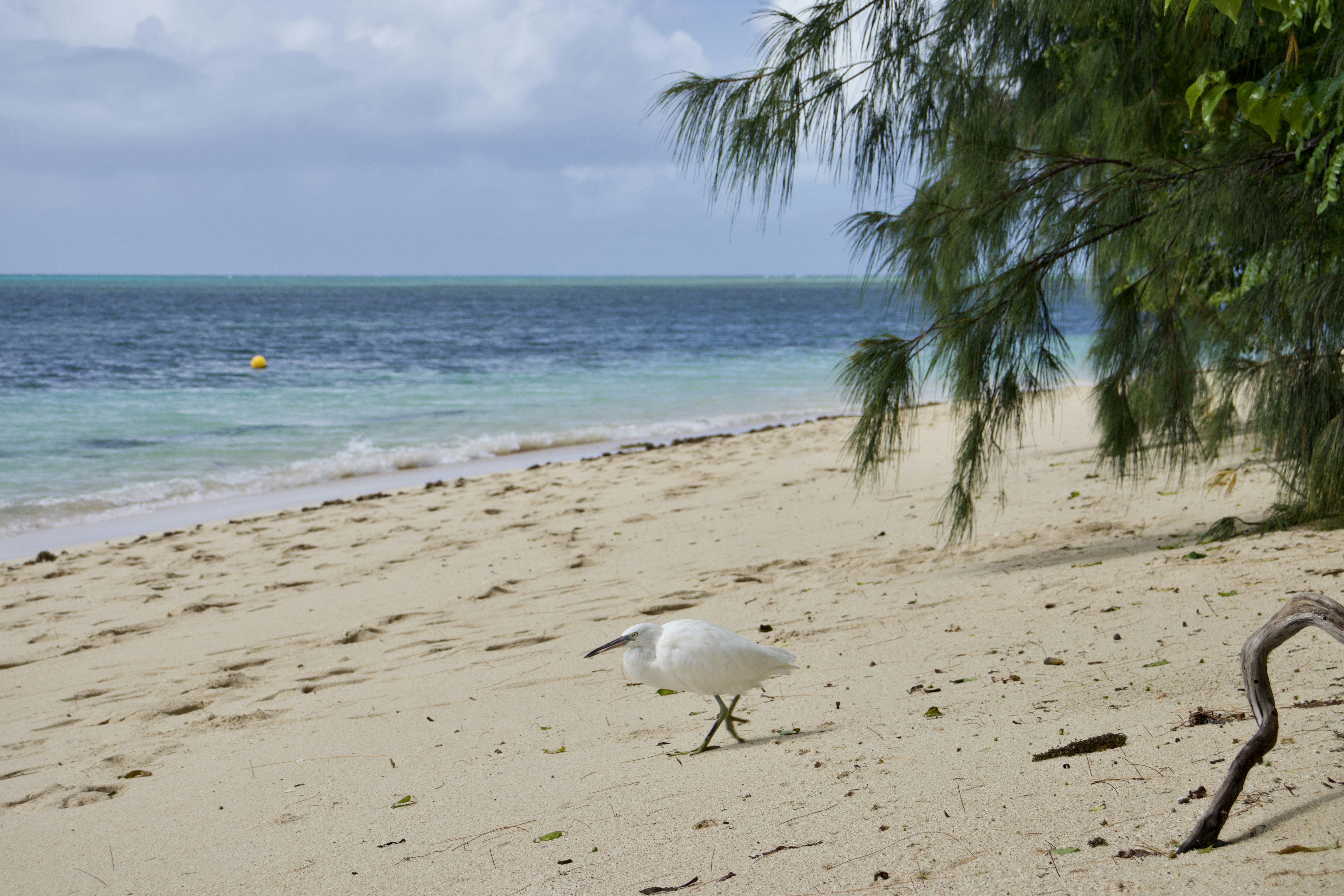 a seagull walking on a sandy beach next to the ocean