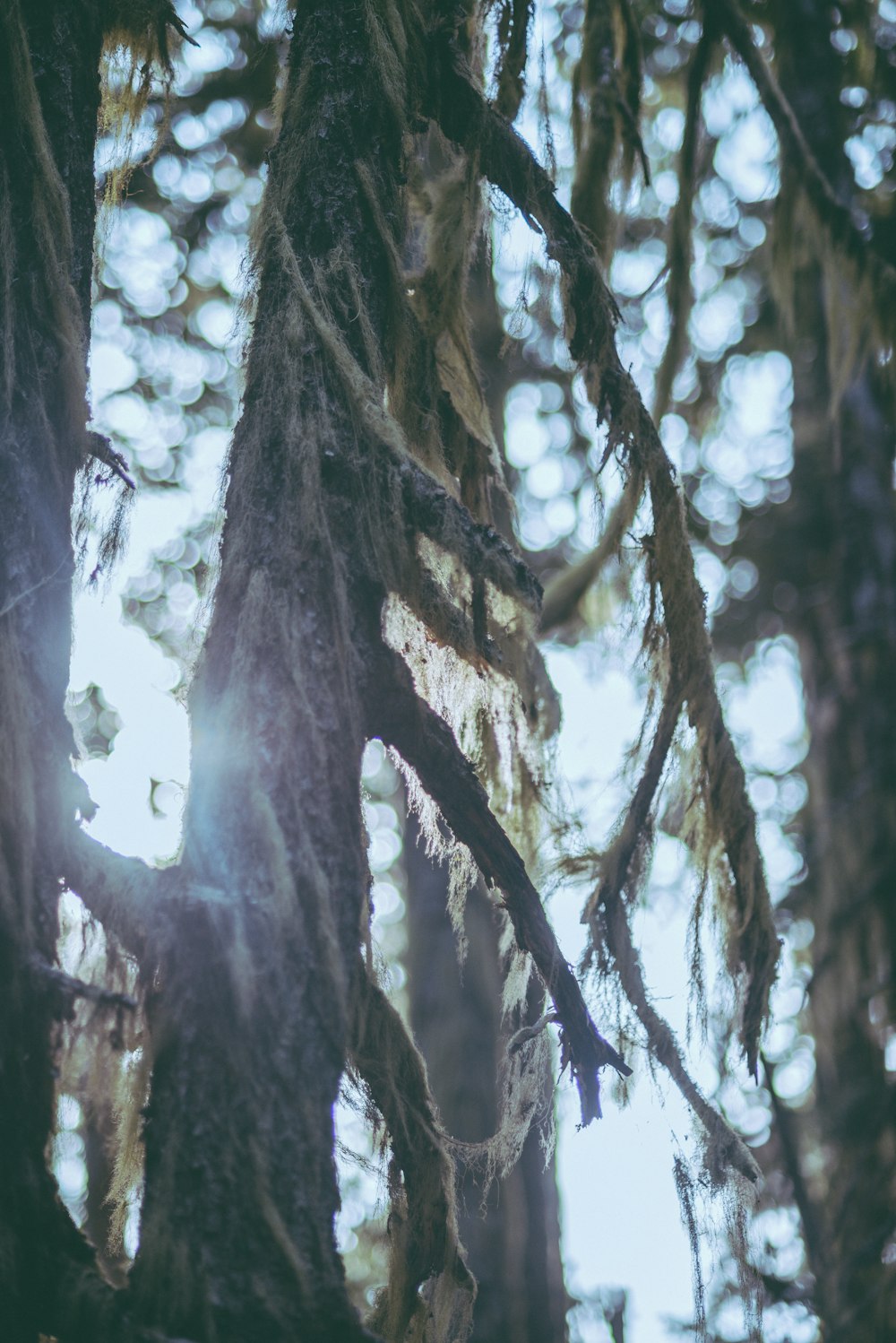 the sun shines through the branches of a tree