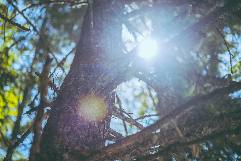 the sun shines through the branches of a tree