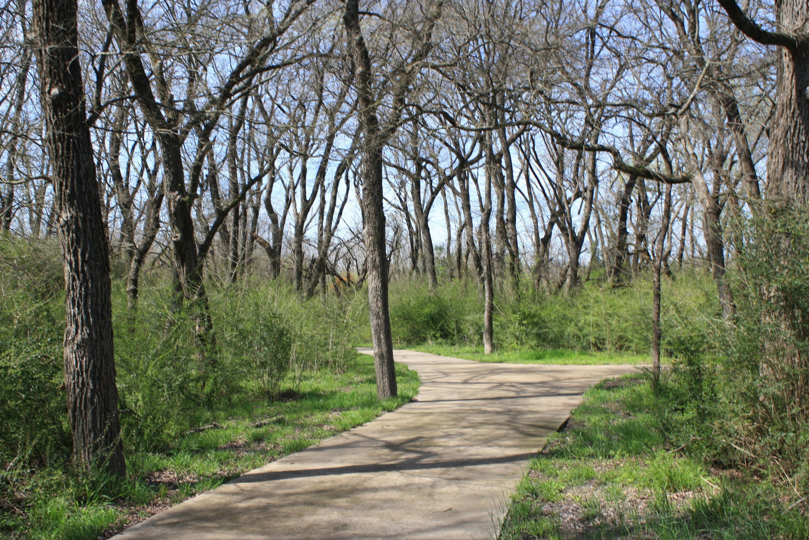 Foto Un camino en medio de una zona boscosa – Imagen Sendero gratis en ...