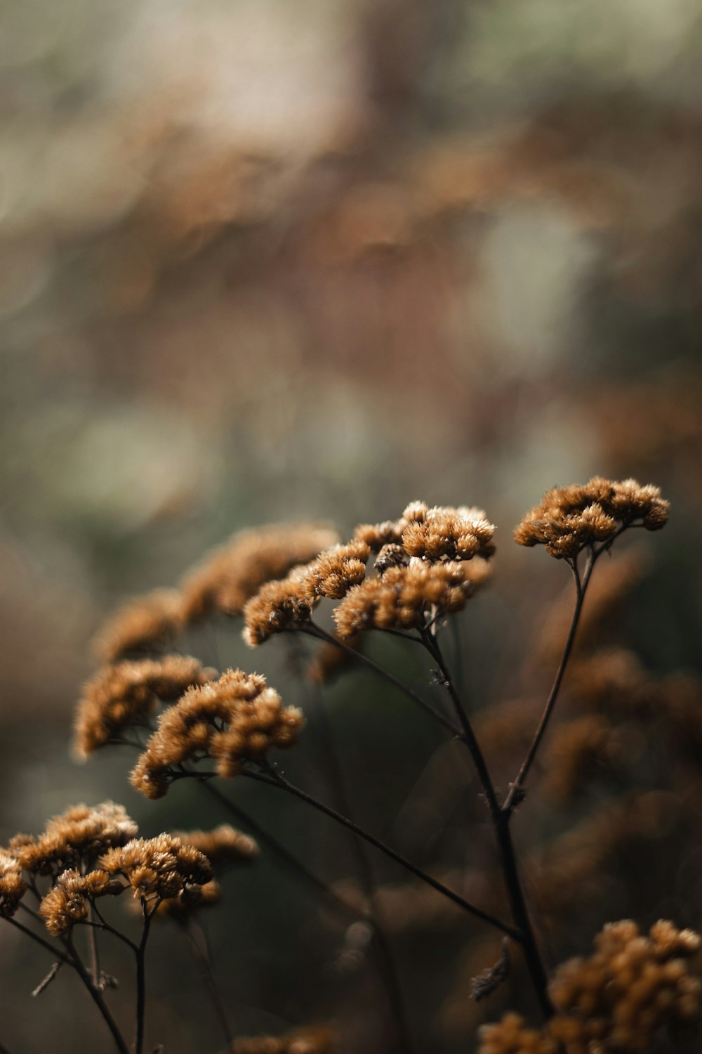 a close up of a plant with brown flowers