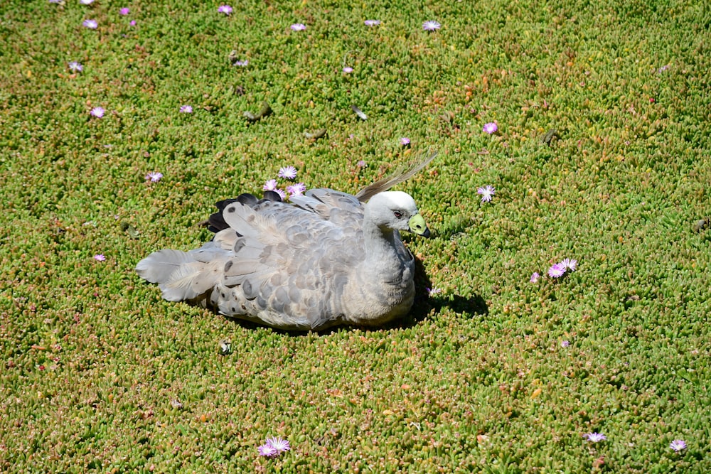 a gray and white bird sitting on top of a lush green field