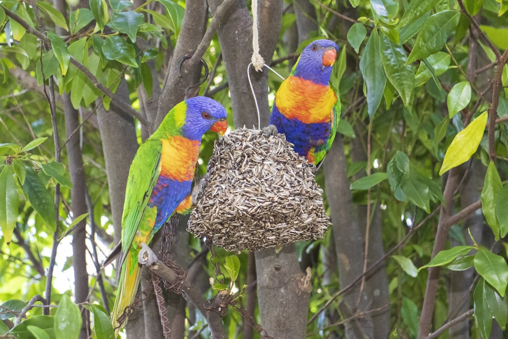 two colorful birds perched on top of a tree