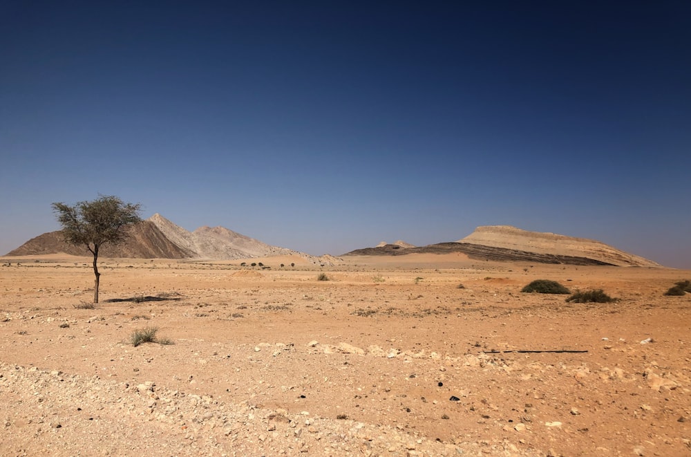 a lone tree in the middle of a desert