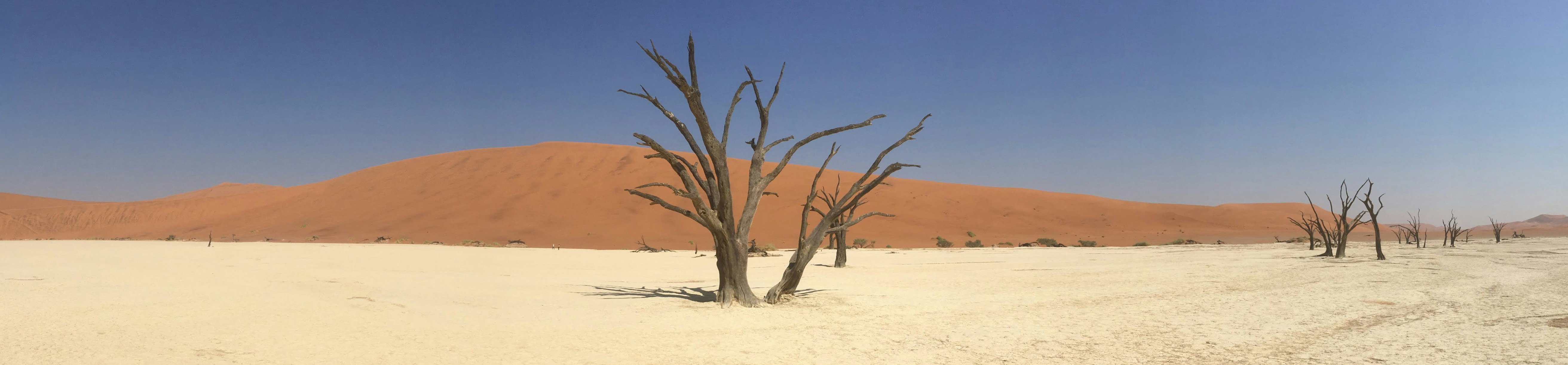 Dead Vlei white clay pan with skeletal camel thorn trees against towering orange dunes