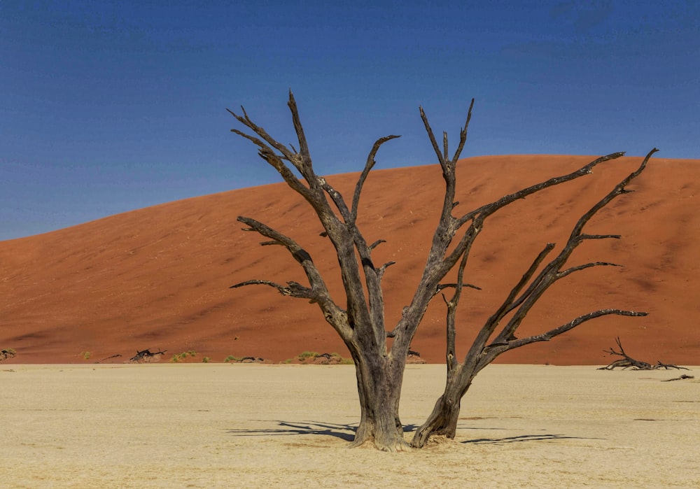 a dead tree in the middle of a desert